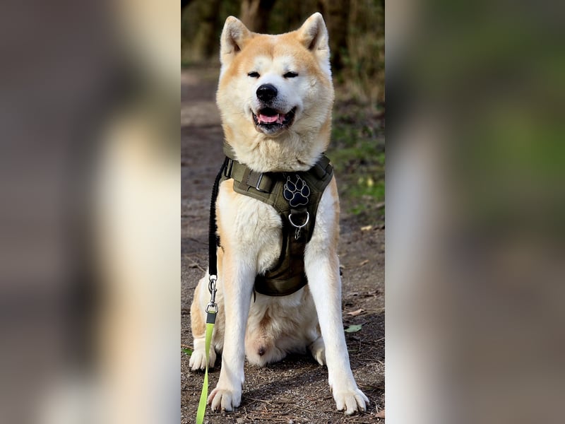 Deckrüde Hachiko Akita Inu (Kein Verkauf)