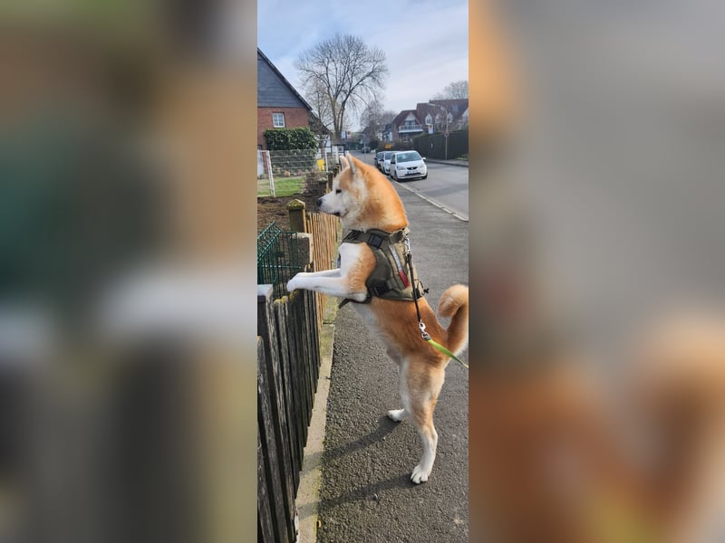 Deckrüde Hachiko Akita Inu (Kein Verkauf)