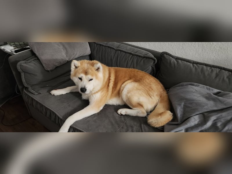 Deckrüde Hachiko Akita Inu (Kein Verkauf)