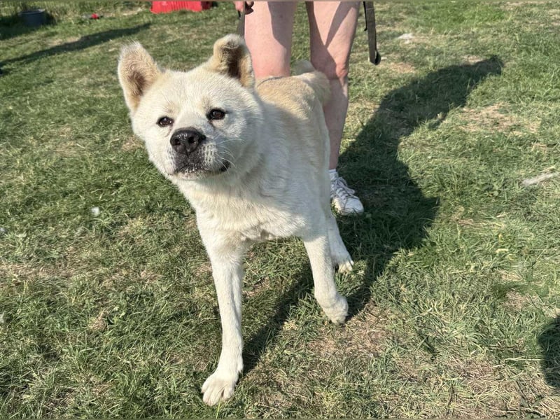 Hachiko, geboren 14.02.2015, 62cm sucht sein letztes Glück