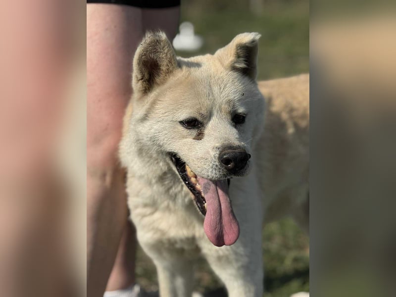 Hachiko, geboren 14.02.2015, 62cm sucht sein letztes Glück