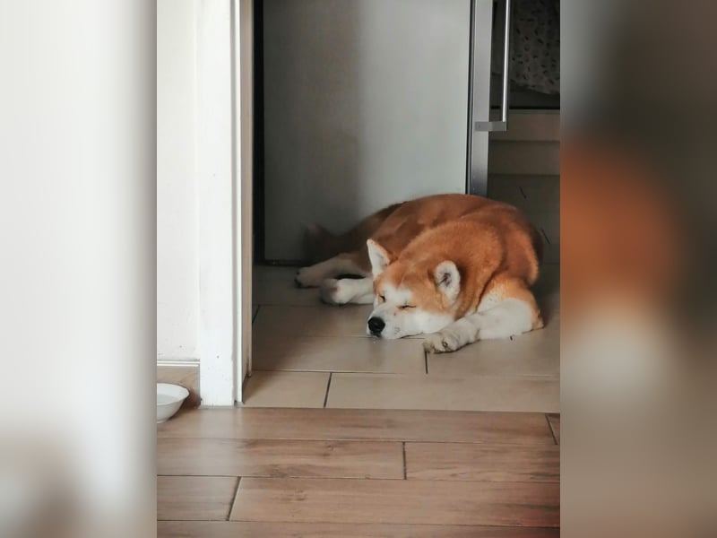 Akita Inu Rüde 6,5 Jahre
