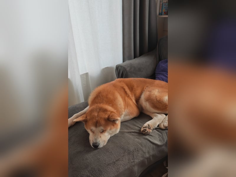 Akita Inu Rüde 6,5 Jahre