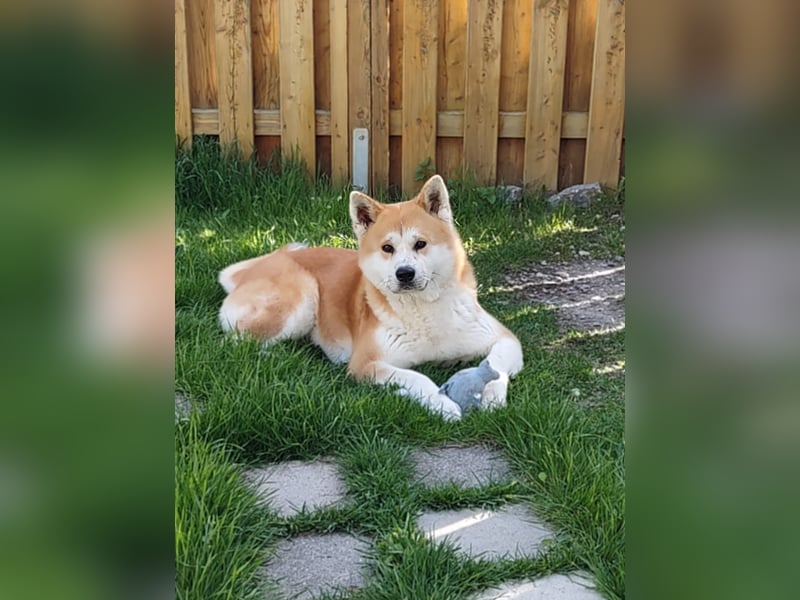 Akita Inu Rüde 6,5 Jahre