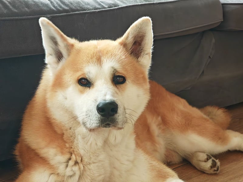 Akita Inu Rüde 6,5 Jahre