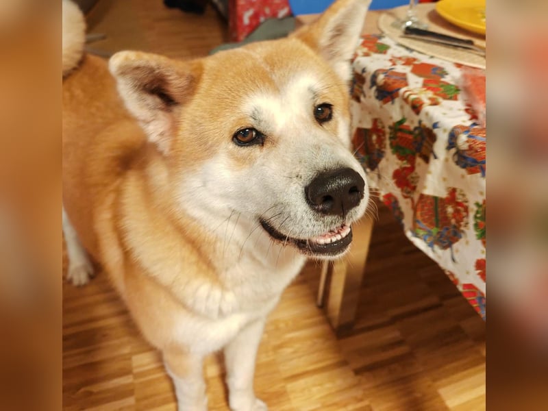 Akita Inu Rüde 6,5 Jahre