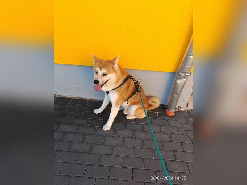 Akita Inu Rüde 6,5 Jahre