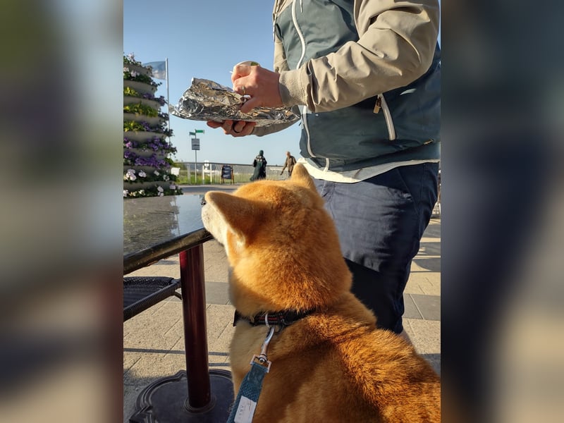 Akita Inu Rüde 6,5 Jahre