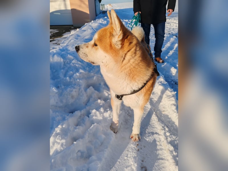 Akita Inu Rüde 6,5 Jahre