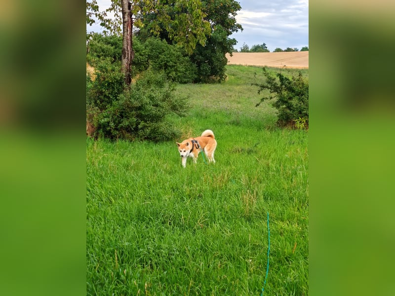 Akita Inu Rüde 6,5 Jahre