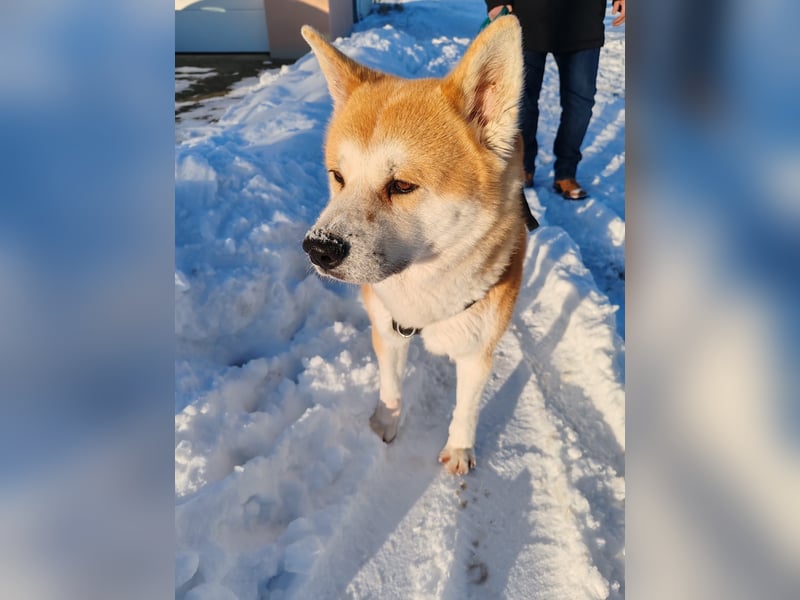 Akita Inu Rüde 6,5 Jahre