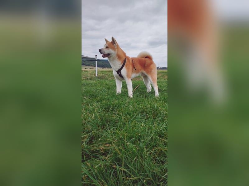 Akita Inu Rüde 6,5 Jahre