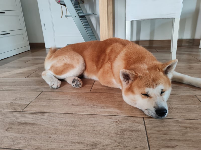 Akita Inu Rüde 6,5 Jahre