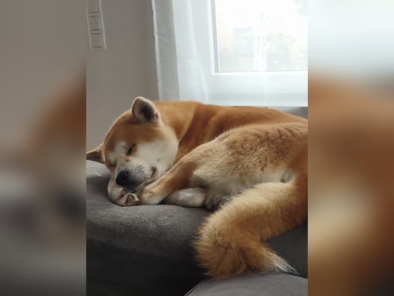 Akita Inu Rüde 6,5 Jahre