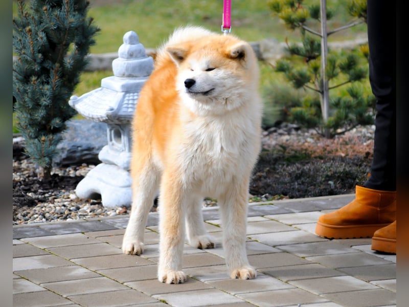 AKITA INU - Japanische Akita -  Welpen mit FCI papieren