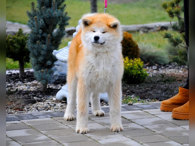 AKITA INU - Japanische Akita -  Welpen mit FCI papieren