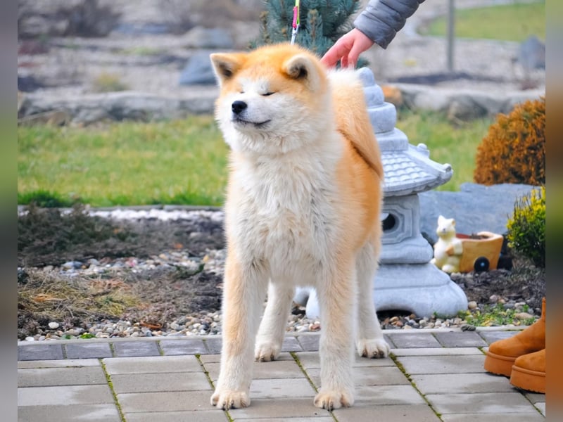 AKITA INU - Japanische Akita -  Welpen mit FCI papieren