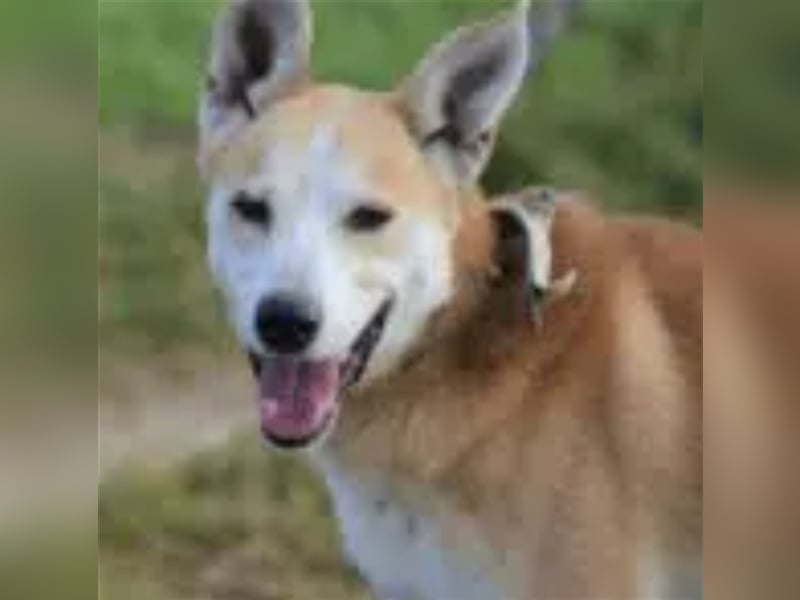 Bobik - Lieber und aktiver Akita-Mischling, ca. 3-4 Jahre alt