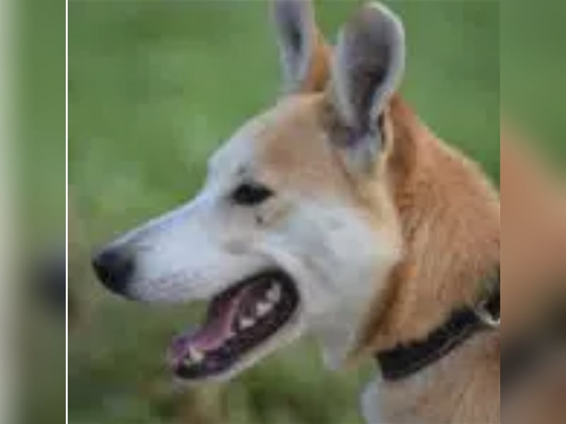Bobik - Lieber und aktiver Akita-Mischling, ca. 3-4 Jahre alt