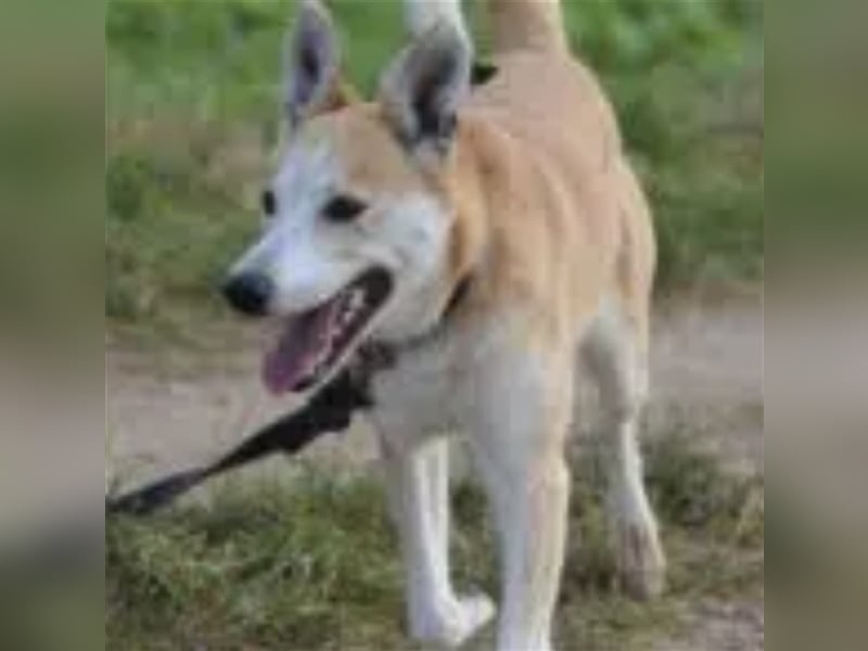Bobik - Lieber und aktiver Akita-Mischling, ca. 3-4 Jahre alt