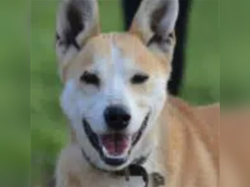 Bobik - Lieber und aktiver Akita-Mischling, ca. 3-4 Jahre alt