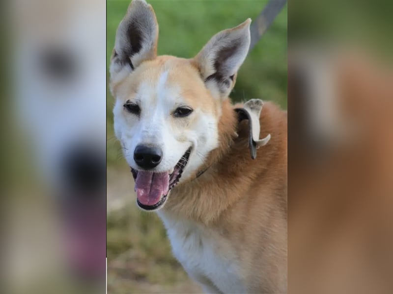 Bobik - Lieber und aktiver Akita-Mischling, ca. 3-4 Jahre alt