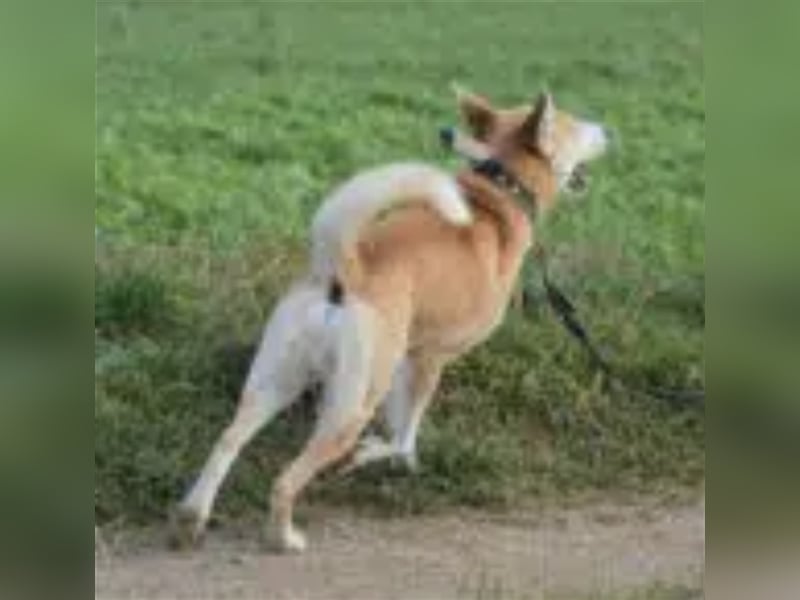 Bobik - Lieber und aktiver Akita-Mischling, ca. 3-4 Jahre alt