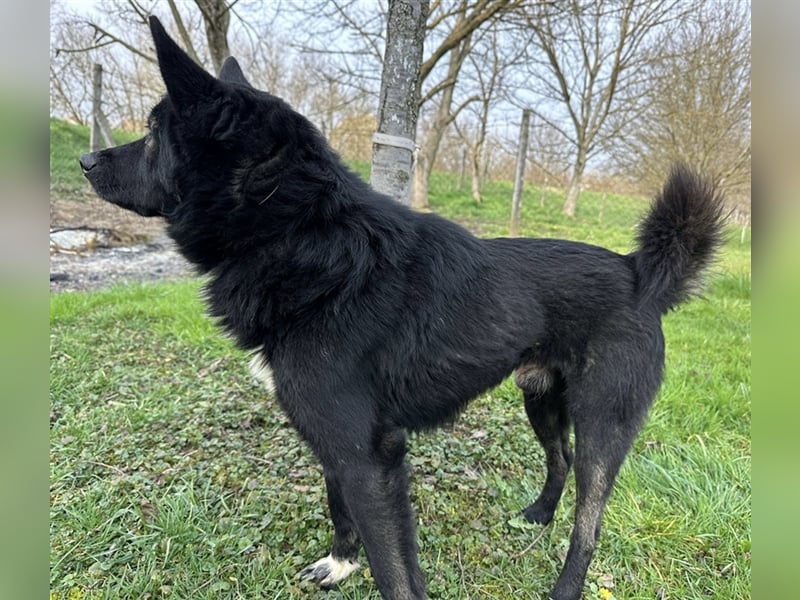 Floyd ein freundlicher verspielter Rüde