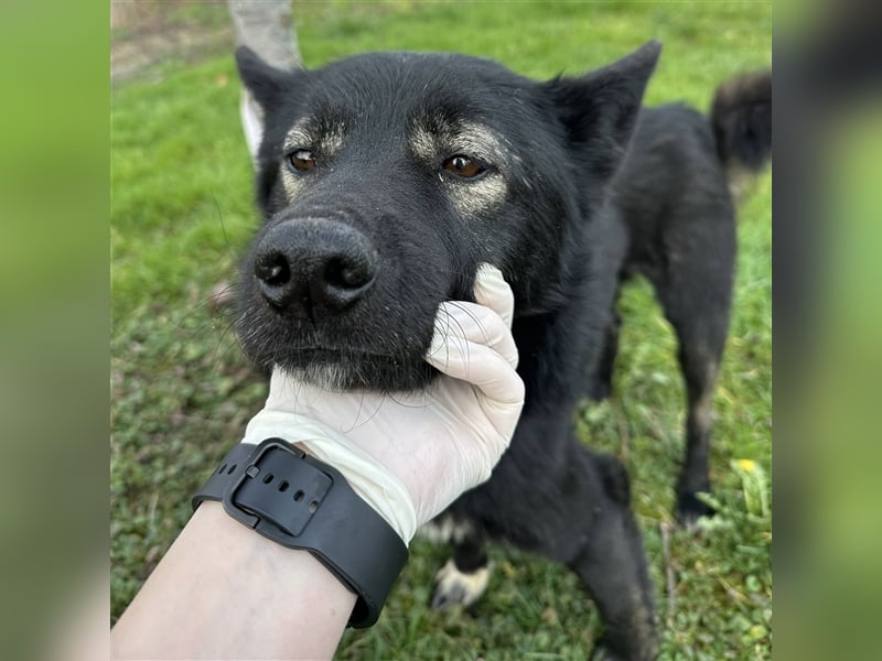 Floyd ein freundlicher verspielter Rüde