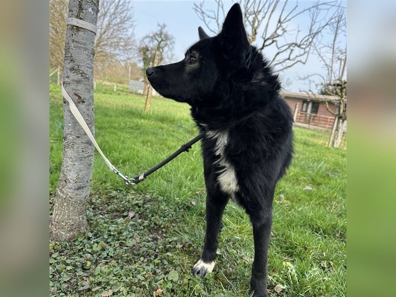 Floyd ein freundlicher verspielter Rüde