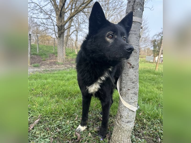 Floyd ein freundlicher verspielter Rüde