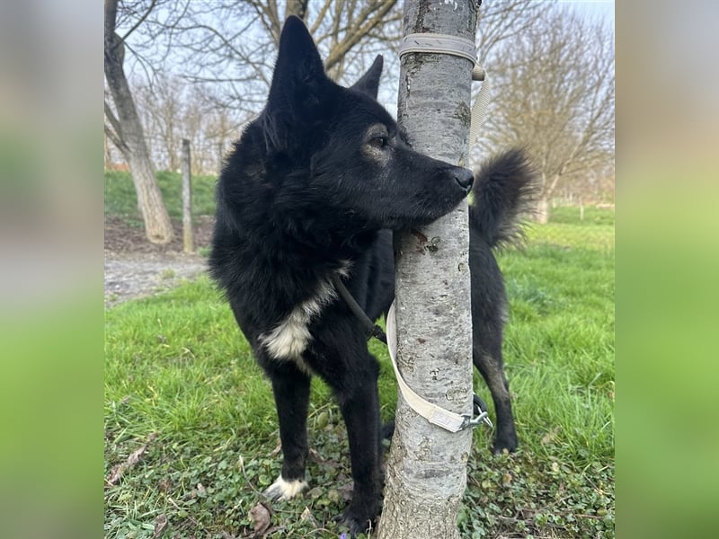 Floyd ein freundlicher verspielter Rüde