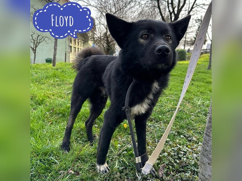 Floyd ein freundlicher verspielter Rüde