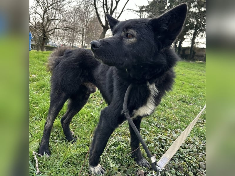 Floyd ein freundlicher verspielter Rüde