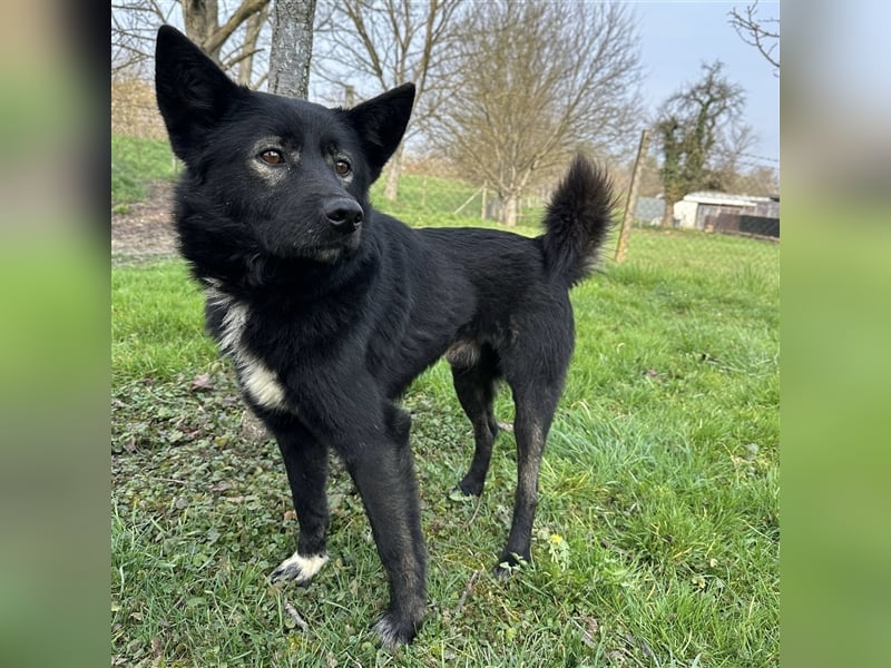Floyd ein freundlicher verspielter Rüde