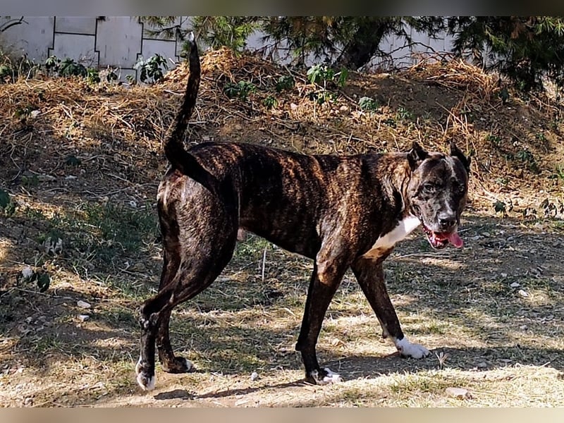 Torete - der eher gemütliche Typ Hund