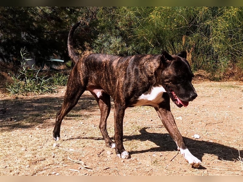Torete - der eher gemütliche Typ Hund