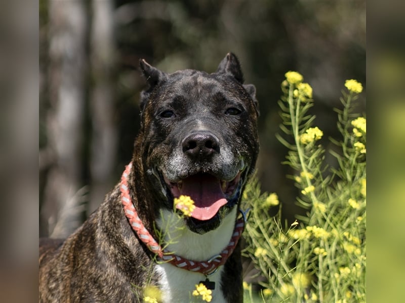 Torete - der eher gemütliche Typ Hund