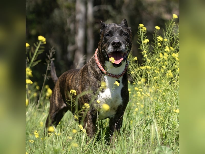 Torete - der eher gemütliche Typ Hund