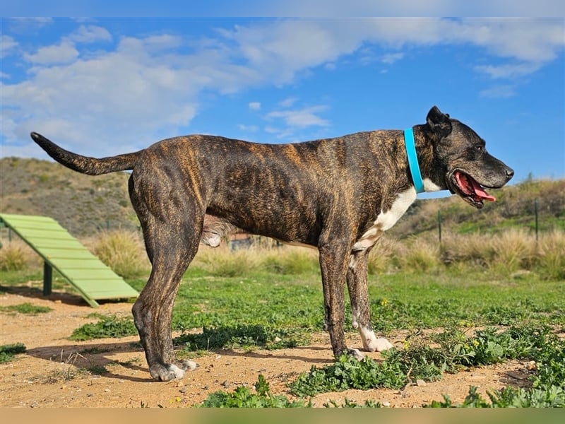 Torete - der eher gemütliche Typ Hund