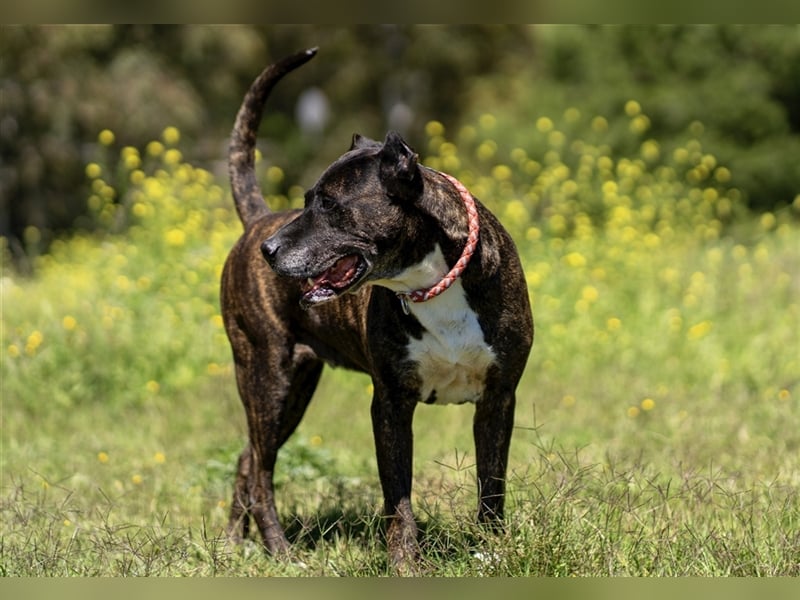 Torete - der eher gemütliche Typ Hund