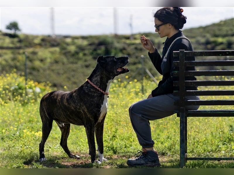 Torete - der eher gemütliche Typ Hund