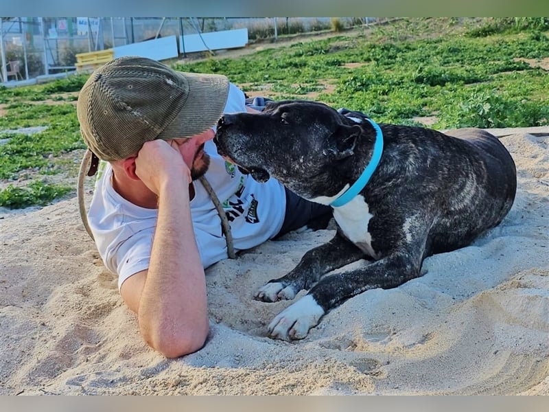 Torete - der eher gemütliche Typ Hund