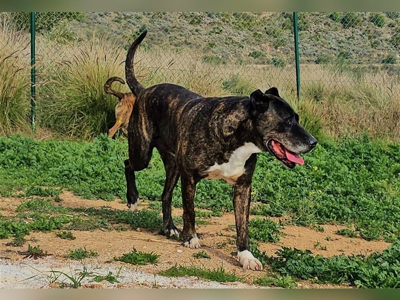 Torete - der eher gemütliche Typ Hund