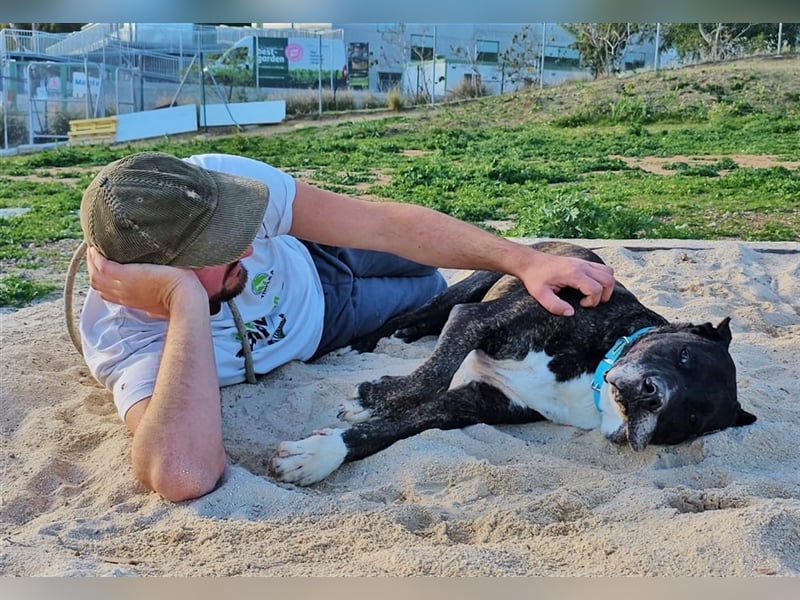 Torete - der eher gemütliche Typ Hund