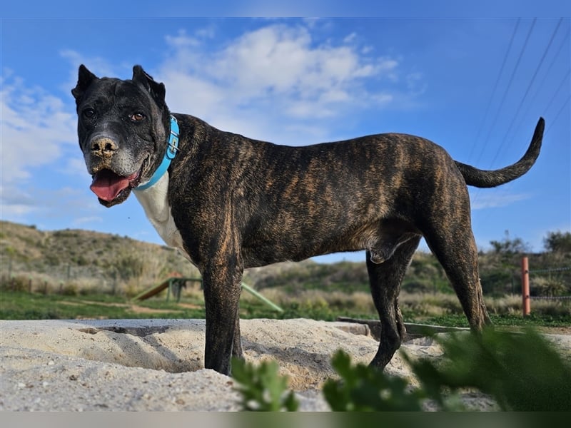 Torete - der eher gemütliche Typ Hund