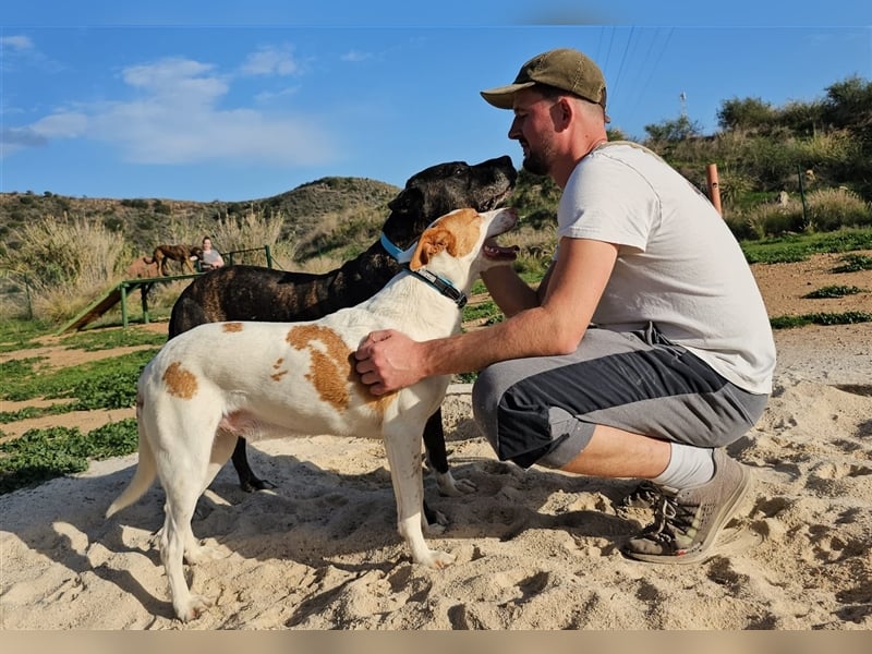 Torete - der eher gemütliche Typ Hund