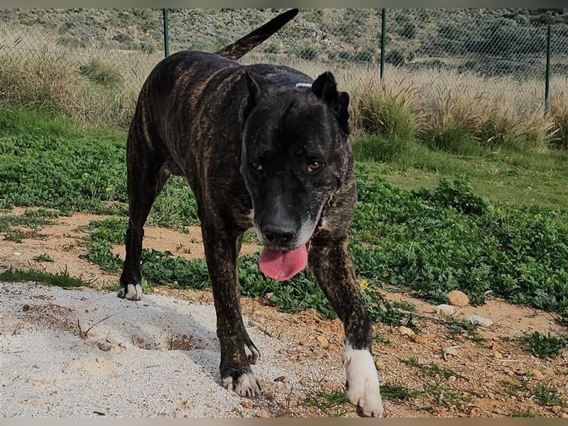 Torete - der eher gemütliche Typ Hund