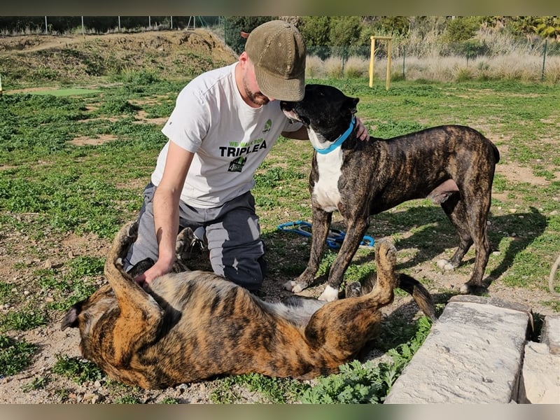 Torete - der eher gemütliche Typ Hund