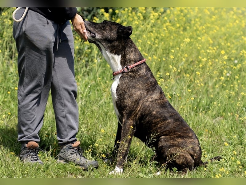 Torete - der eher gemütliche Typ Hund